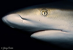 "Through the Eye of the Shark"
Dusk darkening Ginormous ... by Gary Curtis 